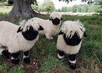 Les moutons Nez noir ressemblent à des peluches et font d&rsquo;excellents animaux de compagnie
