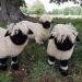 Les moutons Nez noir ressemblent à des peluches et font d&rsquo;excellents animaux de compagnie