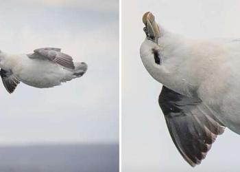 Une photographe capture accidentellement l&rsquo;oiseau le plus heureux et le plus détendu au monde