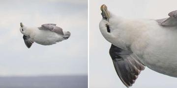 Une photographe capture accidentellement l’oiseau le plus heureux et le plus détendu au monde