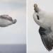 Une photographe capture accidentellement l&rsquo;oiseau le plus heureux et le plus détendu au monde