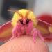 Ces papillons de nuit couleur oeuf de Pâques pourraient bien être les plus beaux insectes du monde