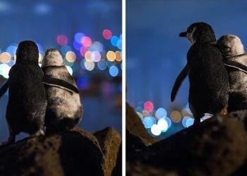 Un photographe prend en photo deux pingouins veufs regardant ensemble la ligne d&rsquo;horizon de Melbourne