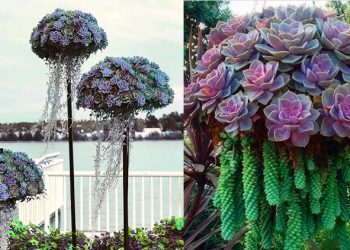 Les méduses-succulentes transformeront votre jardin en un aquarium d&rsquo;un autre monde