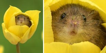 Un photographe passe sur la pointe des pieds à travers des tulipes pour photographier des souris (20 photos)