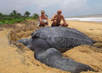 La plus grande tortue de mer du monde émerge de la mer et c&rsquo;est étonnant