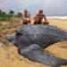 La plus grande tortue de mer du monde émerge de la mer et c&rsquo;est étonnant