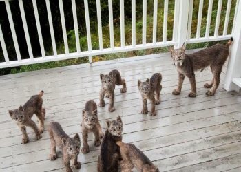 Un homme de l&rsquo;Alaska se réveille pour trouver une famille de lynx jouant sur son porche [Photos]