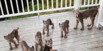 Un homme de l&rsquo;Alaska se réveille pour trouver une famille de lynx jouant sur son porche [Photos]