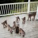 Un homme de l&rsquo;Alaska se réveille pour trouver une famille de lynx jouant sur son porche [Photos]