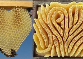 Les abeilles créent de magnifiques ruches en forme de cœur lorsqu&rsquo;elles ne sont pas limitées par les cadres de ruche