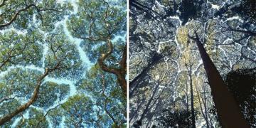 27 photos de « timidité des cimes », un phénomène où les arbres évitent de se toucher