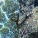 27 photos de « timidité des cimes », un phénomène où les arbres évitent de se toucher
