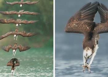 Un photographe prend des photos incroyables d&rsquo;un balbuzard pêcheur en pleine plongée de chasse