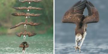 Un photographe prend des photos incroyables d’un balbuzard pêcheur en pleine plongée de chasse