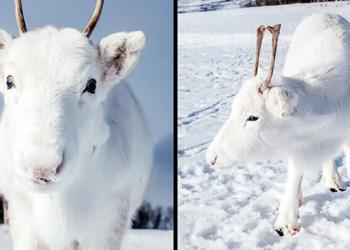 Un bébé renne blanc extrêmement rare photographié lors d’une randonnée en Norvège