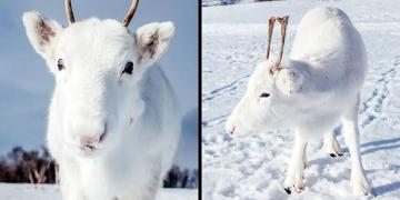 Un bébé renne blanc extrêmement rare photographié lors d’une randonnée en Norvège