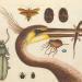 150 000 illustrations botaniques et animales disponibles en téléchargement gratuit à la Bibliothèque du patrimoine de la biodiversité