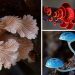15 champignons australiens radicalement différents les uns des autres