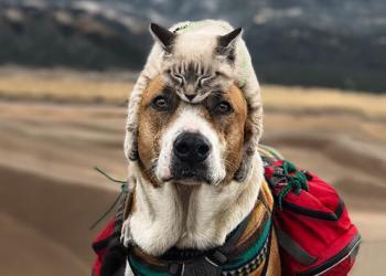 Ce chat et ce chien adorent voyager ensemble, et leurs photos sont absolument épiques