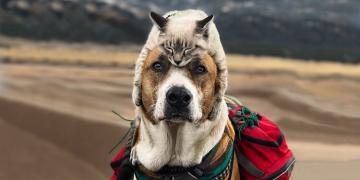 Ce chat et ce chien adorent voyager ensemble, et leurs photos sont absolument épiques