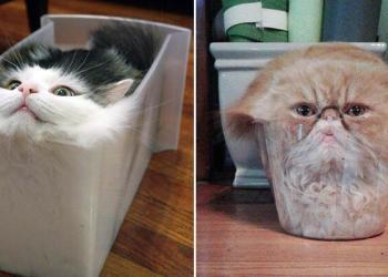 Chats liquides qui prennent la forme de leurs contenants