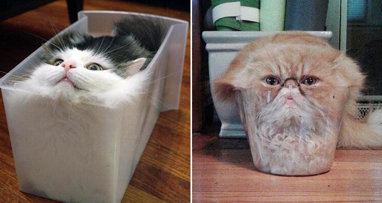 Chats liquides qui prennent la forme de leurs contenants