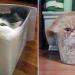 Chats liquides qui prennent la forme de leurs contenants
