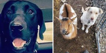 Un chien porté disparu rentre chez lui avec deux nouveaux amis, un chien et une chèvre