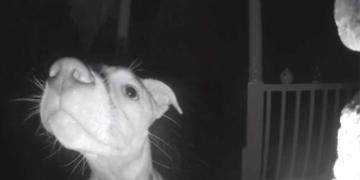 Une chienne est accidentellement enfermée dehors à 2 heures du matin et sonne à la porte avec son museau