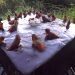 Une vidéo étonnante de trente colibris participant ensemble à un rituel de baignade paisible