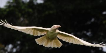 10 photos de la créature extrêmement rare et légendaire – le Corbeau blanc.