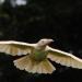 10 photos de la créature extrêmement rare et légendaire – le Corbeau blanc.