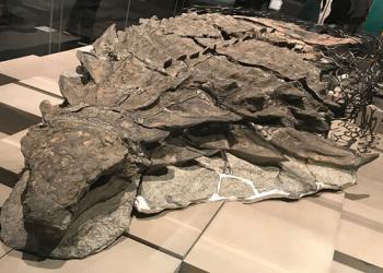 La « momie » d&rsquo;un dinosaure récemment découverte est si bien conservée qu&rsquo;elle a même la peau et les intestins intacts