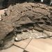 La « momie » d’un dinosaure récemment découverte est si bien conservée qu’elle a même la peau et les intestins intacts