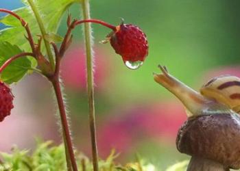 Un photographe ukrainien capture un monde magique d&rsquo;escargots dans des incroyables photos macro
