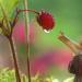 Un photographe ukrainien capture un monde magique d’escargots dans des incroyables photos macro