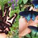 Comment un homme a repeuplé à lui seul une espèce rare de papillon dans son jardin