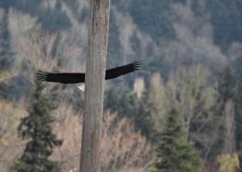 Ce groupe Facebook est dédié aux photos de la faune sauvage qui sont si mauvaises qu&rsquo;elles sont bonnes