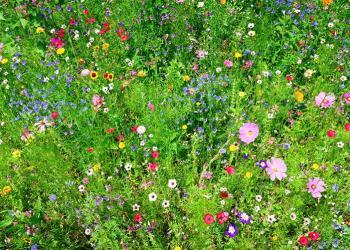 La campagne « Pas de Tondeuse en Mai » nous demande de laisser la pelouse tranquille jusqu&rsquo;en juin pour aider à sauver les abeilles