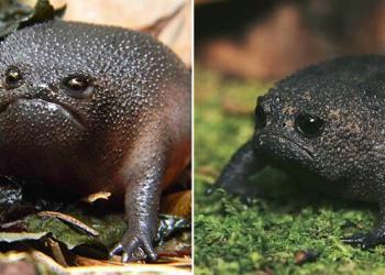 Découvrez la grenouille de pluie : la grenouille la plus grincheuse du monde