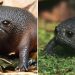 Découvrez la grenouille de pluie : la grenouille la plus grincheuse du monde