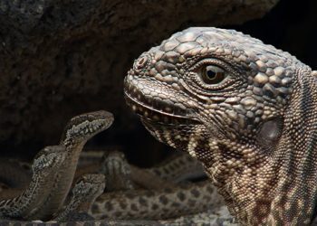Iguane VS serpents : tension maximale
