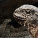 Iguane VS serpents : tension maximale