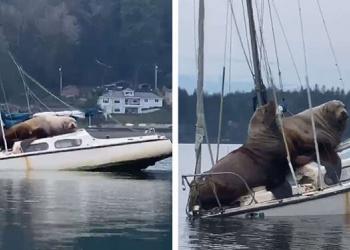 Un couple d&rsquo;énormes otaries emprunte le bateau de quelqu&rsquo;un (vidéo)