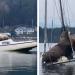 Un couple d&rsquo;énormes otaries emprunte le bateau de quelqu&rsquo;un (vidéo)