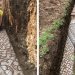 Une mosaïque romaine antique est découverte en parfait état sous un vignoble en Italie
