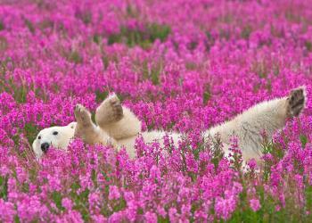 Un photographe canadien saisit des ours polaires jouant dans des champs de fleurs