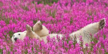 Un photographe canadien saisit des ours polaires jouant dans des champs de fleurs