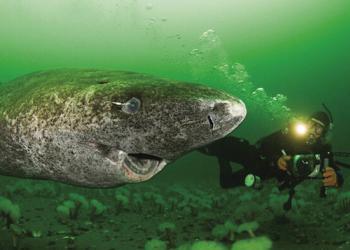 Des scientifiques découvrent un requin du Groenland âgé de 400 ans, probablement né vers 1620